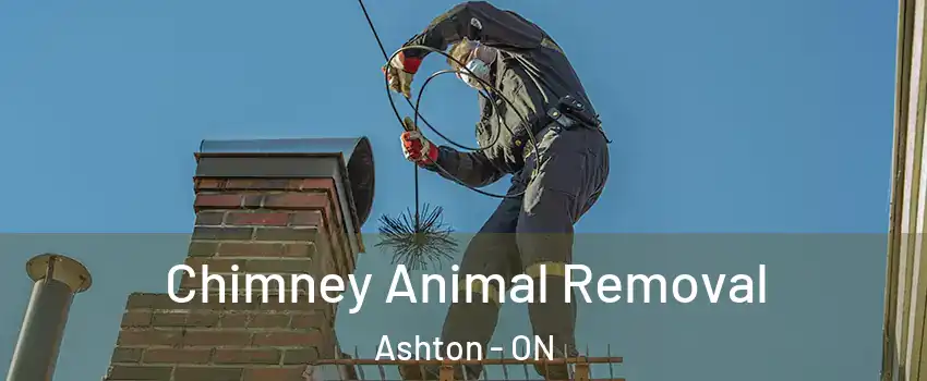  Chimney Animal Removal Ashton - ON