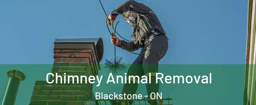  Chimney Animal Removal Blackstone - ON