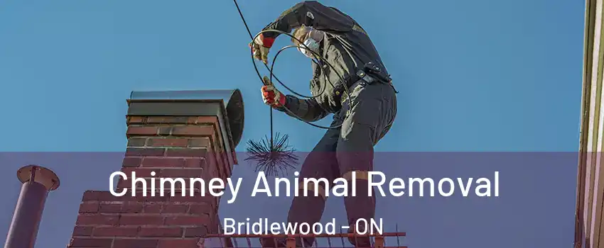  Chimney Animal Removal Bridlewood - ON