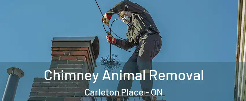  Chimney Animal Removal Carleton Place - ON