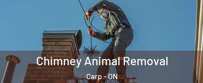Chimney Animal Removal Carp - ON