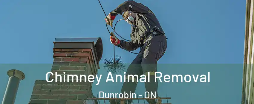 Chimney Animal Removal Dunrobin - ON