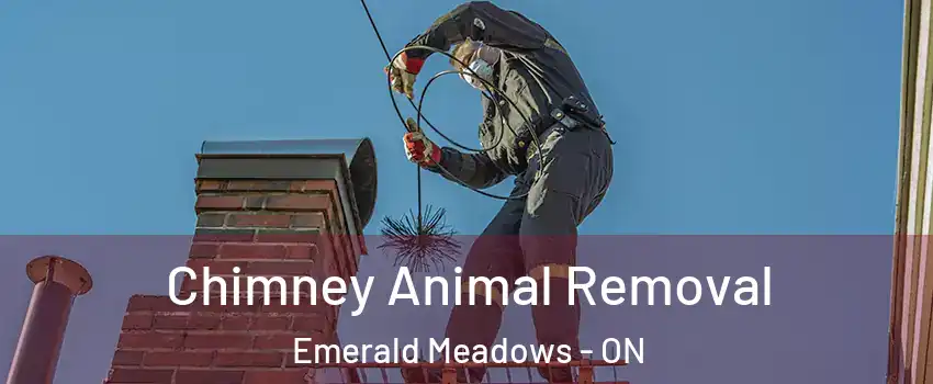  Chimney Animal Removal Emerald Meadows - ON