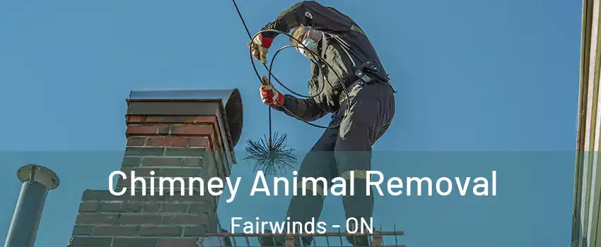 Chimney Animal Removal Fairwinds - ON