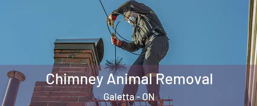  Chimney Animal Removal Galetta - ON