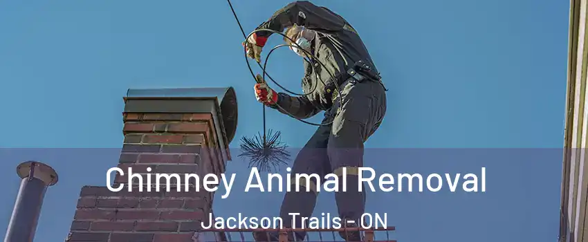  Chimney Animal Removal Jackson Trails - ON