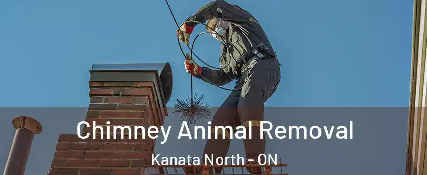  Chimney Animal Removal Kanata North - ON