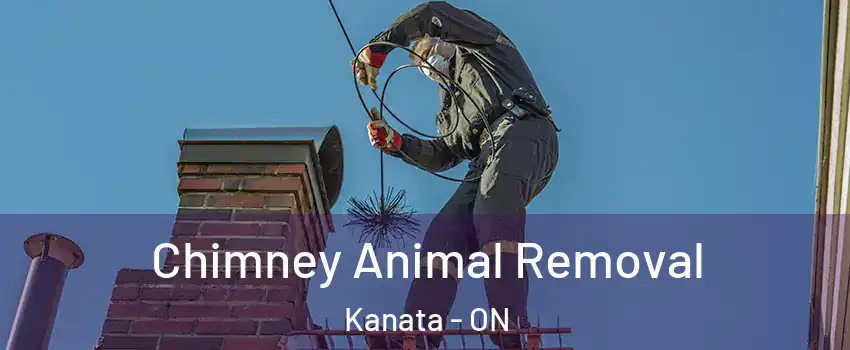  Chimney Animal Removal Kanata - ON