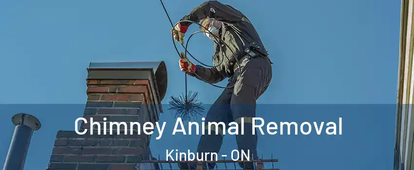  Chimney Animal Removal Kinburn - ON