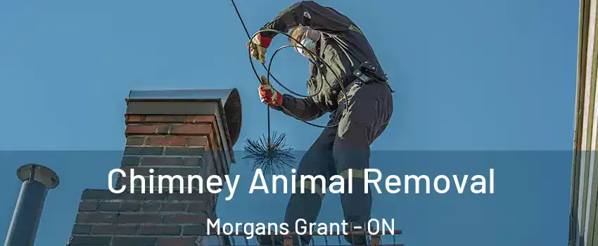  Chimney Animal Removal Morgans Grant - ON