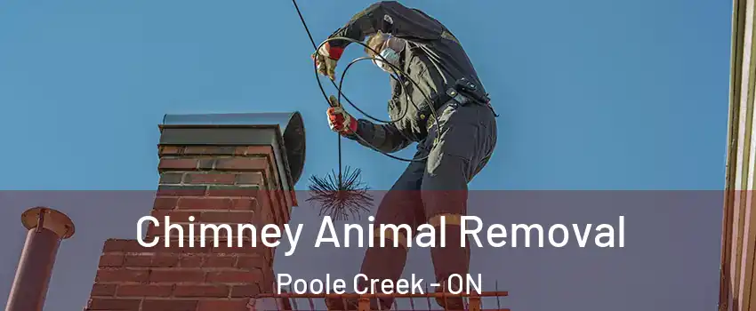 Chimney Animal Removal Poole Creek - ON