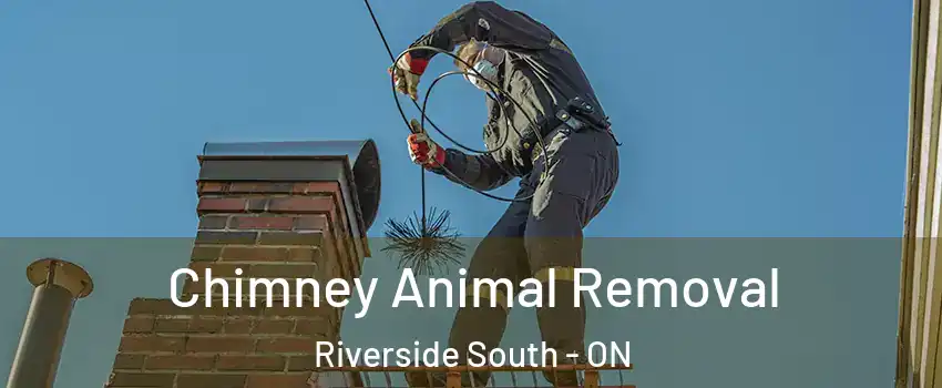  Chimney Animal Removal Riverside South - ON