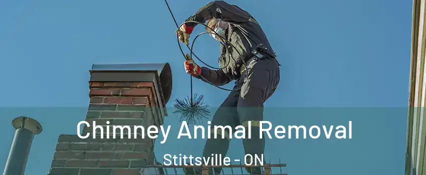  Chimney Animal Removal Stittsville - ON
