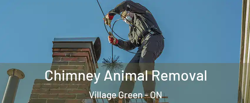  Chimney Animal Removal Village Green - ON