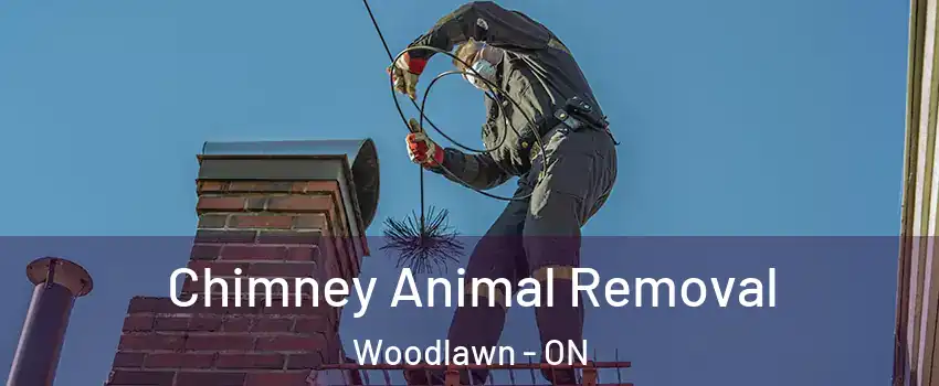  Chimney Animal Removal Woodlawn - ON